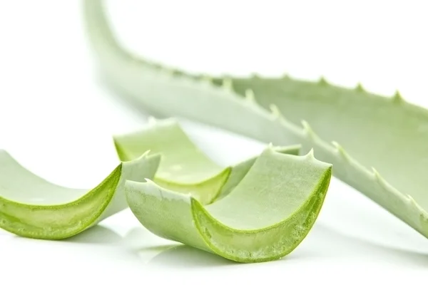 Aloe vera — Stock fotografie