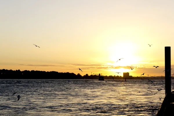 Birds at sunset — Stock Photo, Image