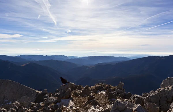 Vogel an der Spitze — Stockfoto