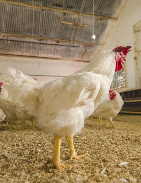 Granja de pollo — Foto de Stock