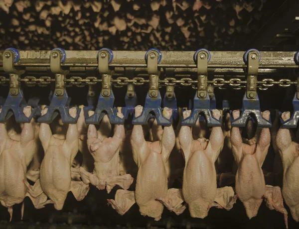 Produktion von weißem Fleisch — Stockfoto
