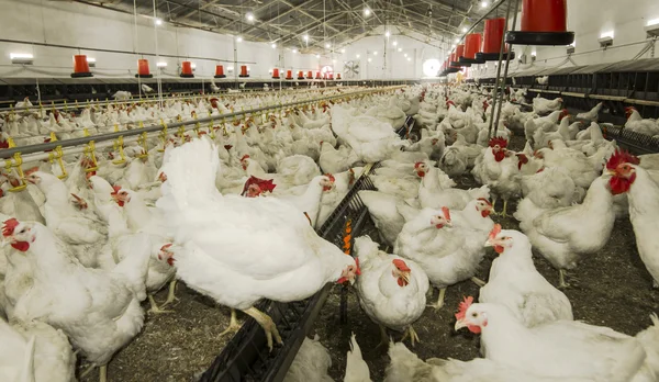 Chicken farm — Stock Photo, Image