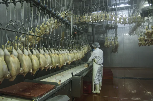 Producción de carne blanca —  Fotos de Stock