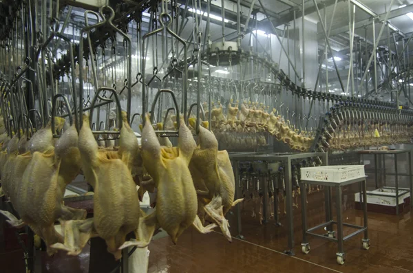 Produção de carne branca — Fotografia de Stock