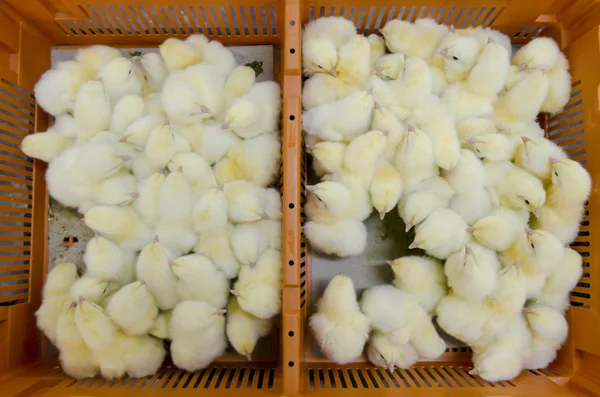 The chicks — Stock Photo, Image