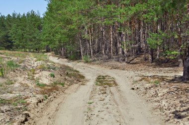 çam ahşap orman yolu