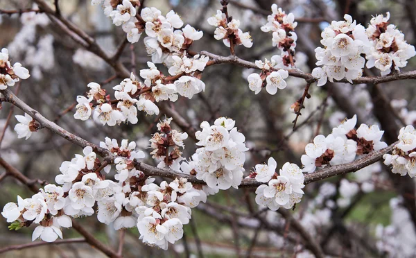 Fiori di albicocca — Foto Stock