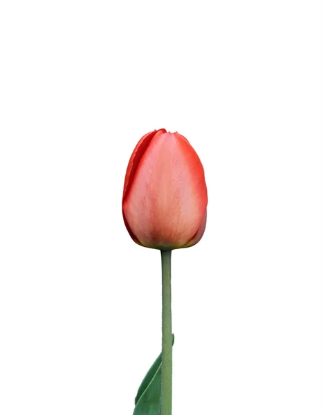 Tulip — Stok Foto