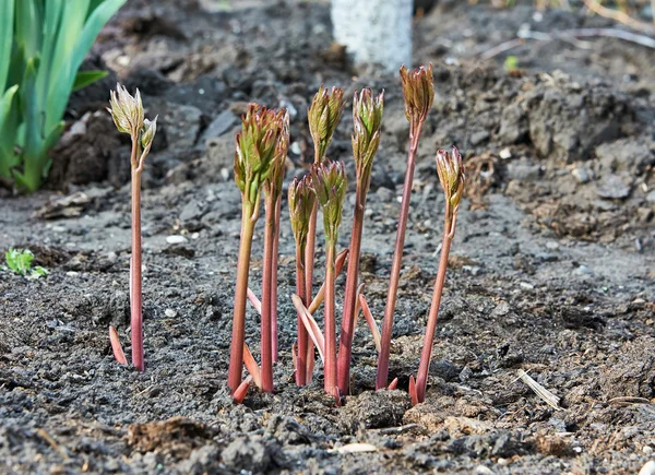 Plant Growing — Stock Photo, Image