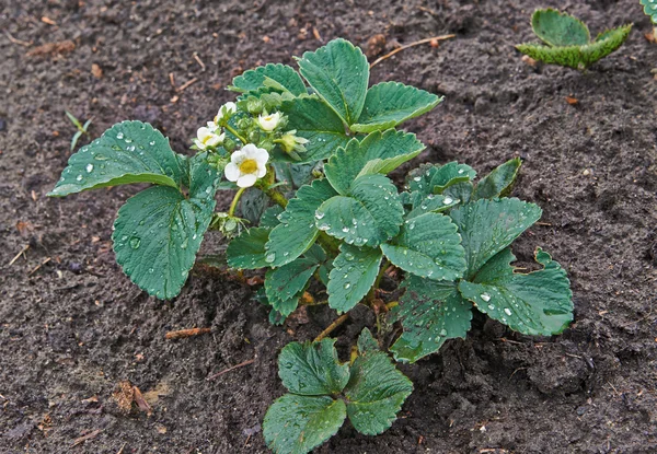 Aardbei bush — Stockfoto