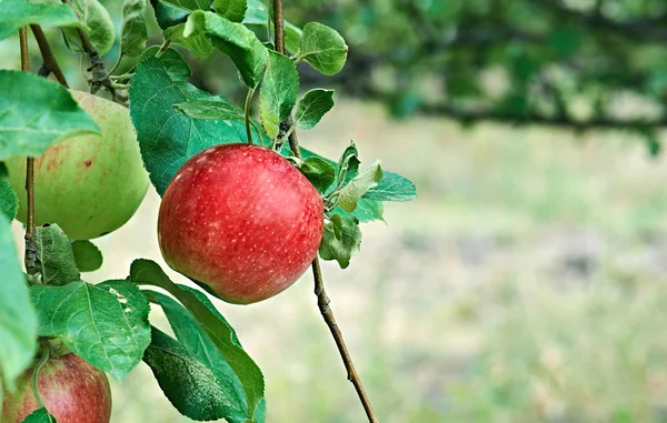 Червоні яблука на гілці — стокове фото