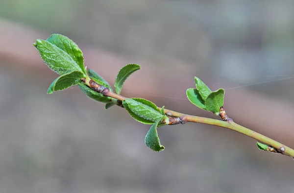 Fiatal levelek tavasszal — Stock Fotó