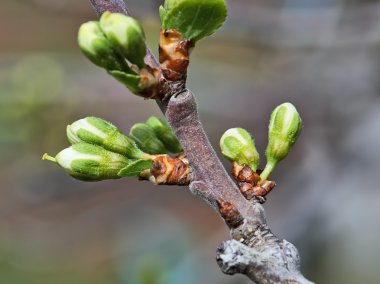 Başlangıçta çiçeği