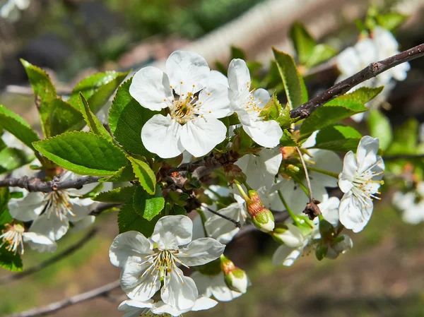 Flor de manzana — Foto de Stock