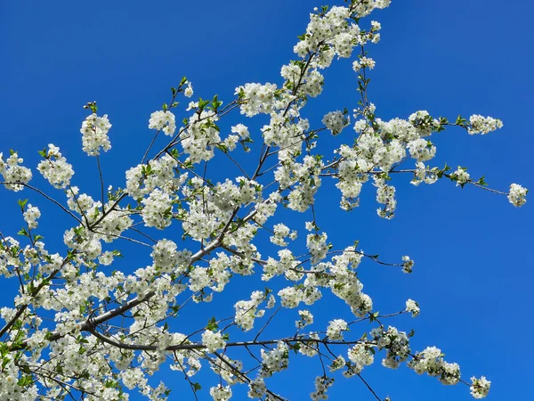 Flores de primavera Cerezo —  Fotos de Stock