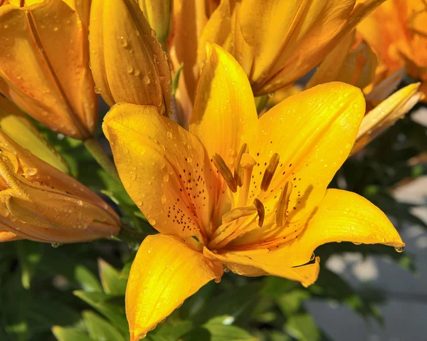 Orange liljer efter regn - Stock-foto