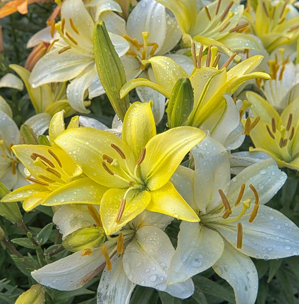 Lirios blancos y amarillos después de la lluvia — Foto de Stock