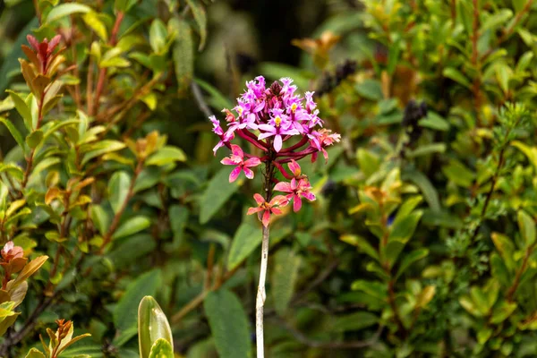 Vasta Diffusione Dell Orchidea Selvatica Della Montagna Ecuador — Foto Stock