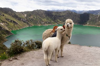 Quilotoa Gölü ve volkan kraterinin görüş açısında bebek alpakası olan tüylü beyaz bir alpaka. Ekvador, Güney Amerika