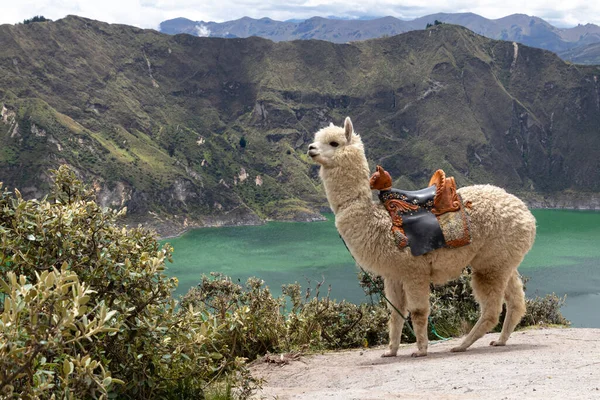 Fluffy White Alpaca Viewpoint Quilotoa Lake Volcano Crater Ecuador South — Stok fotoğraf