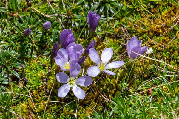 Flower Gentianella Cerastioides Small Herbs Tall 콜롬비아와 에콰도르에서 서식한다 공원에서 — 스톡 사진