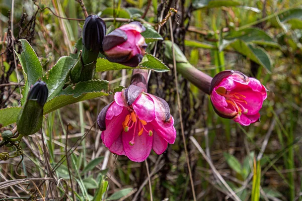 Taxo Silvestre Tacso Passiflora Mixta Found Wild Nature Ecuadorian Andes — 스톡 사진