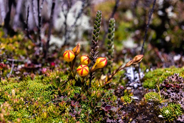 Gentianella Hirculus Flower Paramo System 약초가 부족하면 고독하게 무리를 자란다 — 스톡 사진