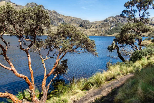 Touristic Trail Polylepis Trees Paper Trees Toreadora Lake Coast National — Stok fotoğraf