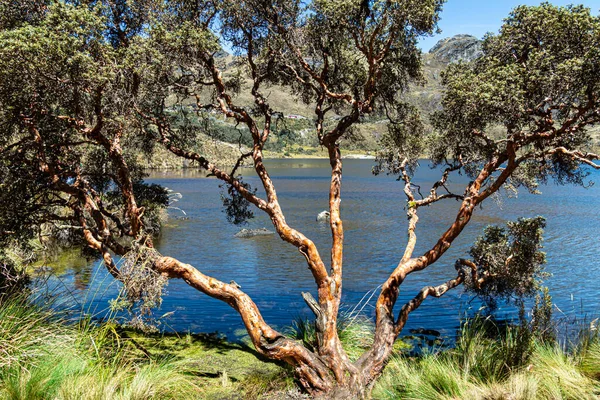 Cajas国家公园 Toreadora湖 湖滨的海草树或纸树 山地景观 厄瓜多尔 — 图库照片