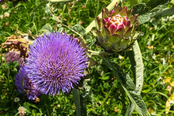 Gros Plan Artichaut Violet Fleurs Fleurs Sur Point Fleurir — Photo