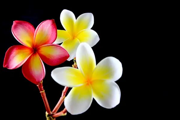 Frangipani — Zdjęcie stockowe