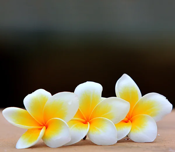 Frangipani — Stockfoto