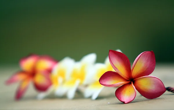 Frangipani — Stok fotoğraf