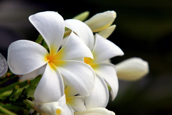 Frangipani — Foto de Stock