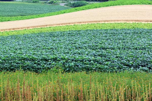 Campo di lavoro Patch . — Foto Stock