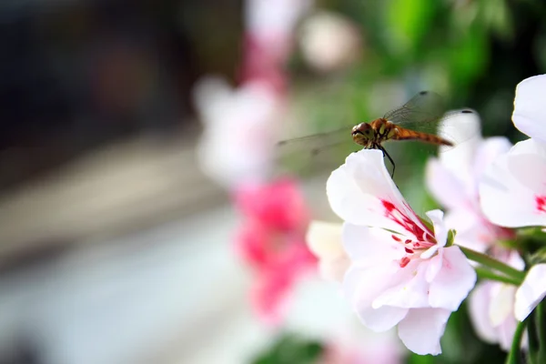 Witte bloem met dragonfly. — Stockfoto