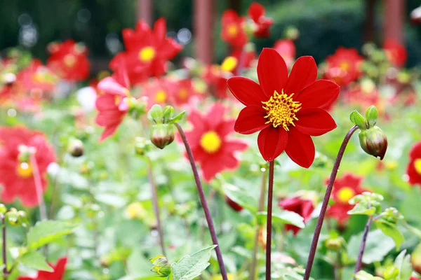 Blomma i trädgården — Stockfoto
