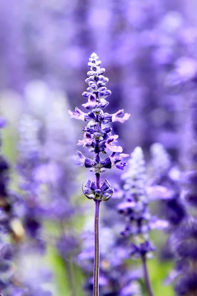 Granja de lavanda — Foto de Stock