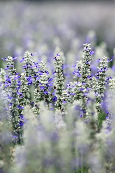 Lavendel gård — Stockfoto