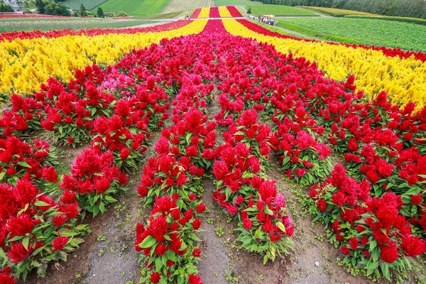 Çiçek Bahçesi — Stok fotoğraf