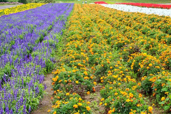 Jardín de flores — Foto de Stock