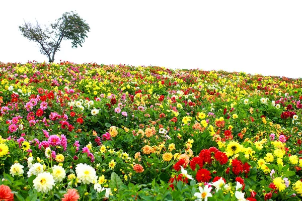 Jardim de flores — Fotografia de Stock