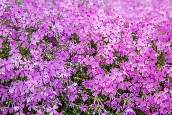 Muschio rosa — Foto Stock