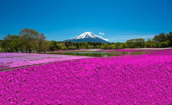 Pembe yosun — Stok fotoğraf