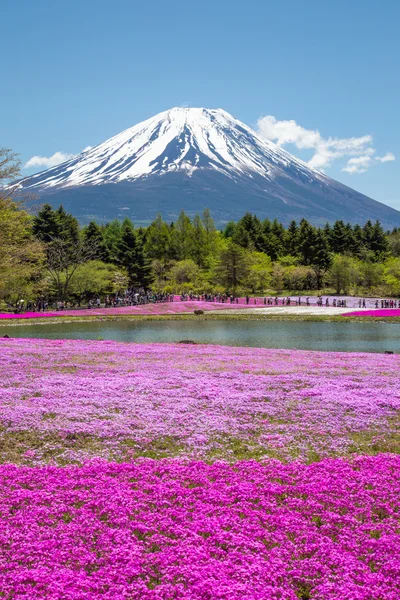 Pembe yosun — Stok fotoğraf