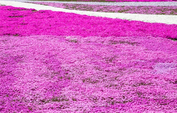 Muschio rosa — Foto Stock