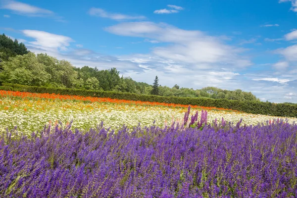 Lavanda — Fotografia de Stock