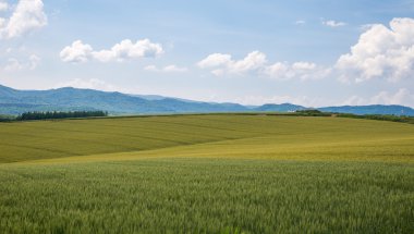 Tarım