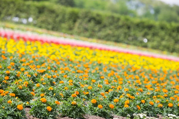 Flowers — Stock Photo, Image