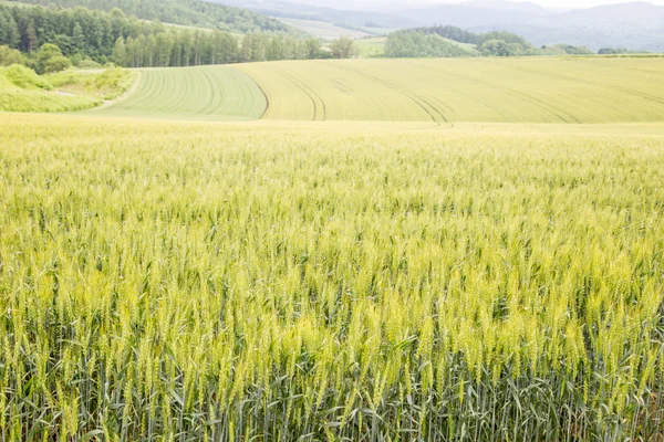 Agricoltura — Foto Stock